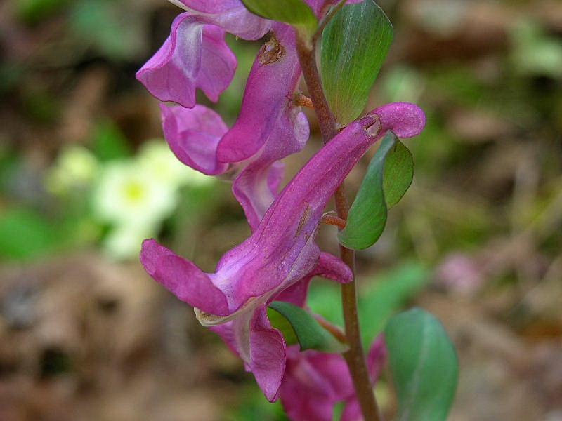 Corydalis cava / Colombina cava